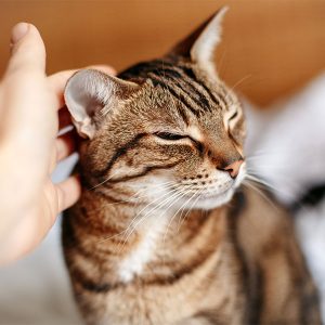 Cat Sitting - East Cobb / Marietta / Roswell / Smyrna / Kennesaw.
