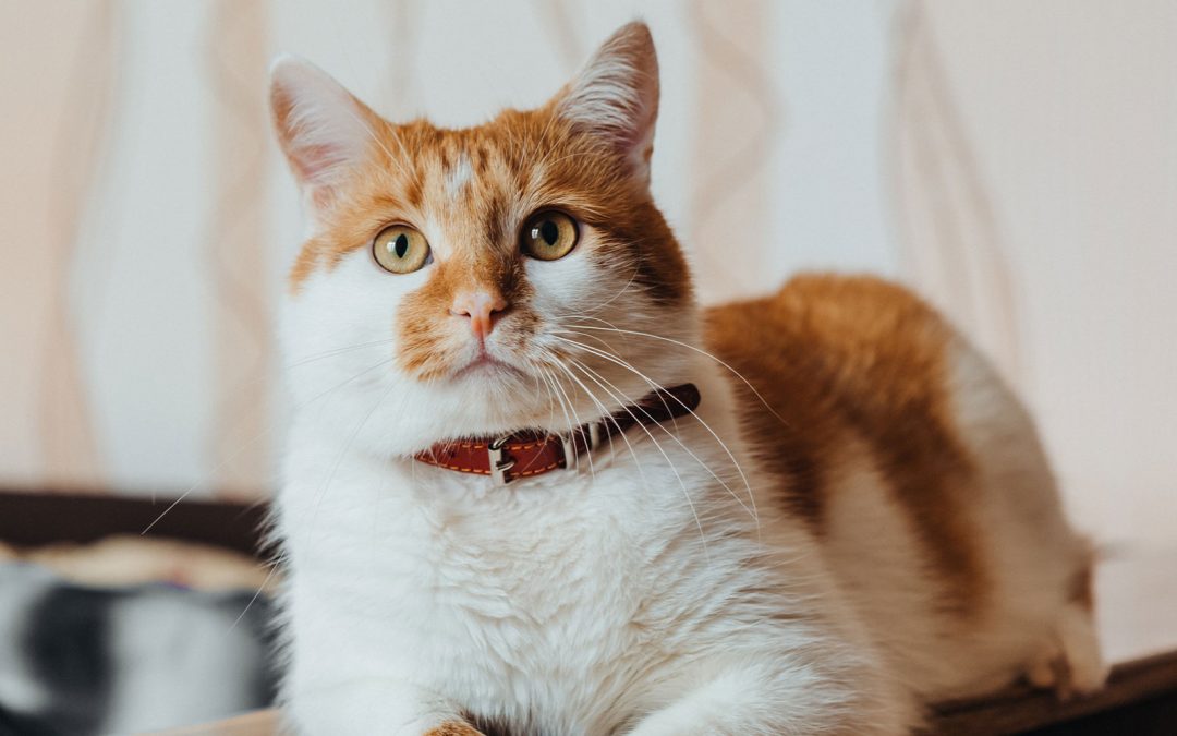 Traveling with Cats: The Ultimate Road‑Trip Checklist