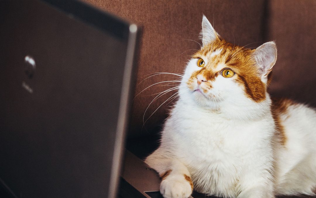 How to Communicate with Your Pet Sitter While You’re Away