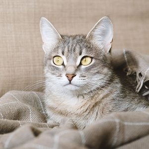 Cat Sitting
