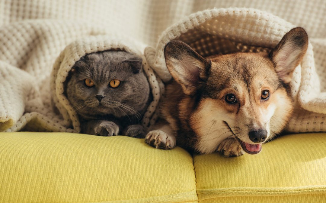Scent, Sound, and Sight: How to Make Your Pet Feel at Home While You’re Away
