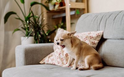 5 Ways to Prepare for Your Pet Sitter