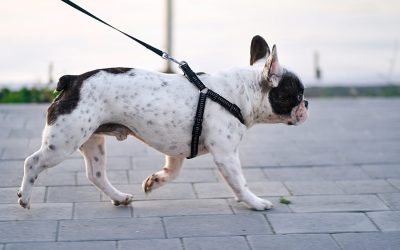 Why Dogs Love Going on Walks: Unveiling the Joy and Benefits of Daily Strolls