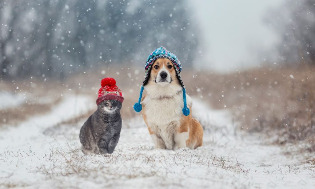 holiday Pet sitting and dog walking East Cobb, Marietta and Roswell, GA.