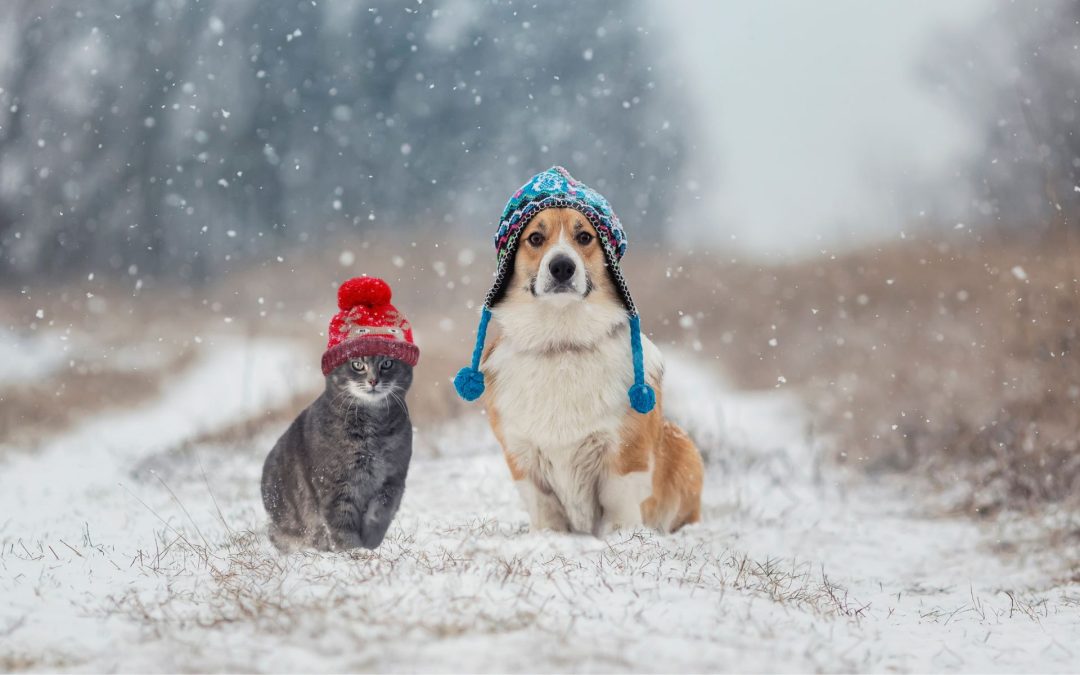 Holiday Bookings Fill Fast: Why You Should Reserve Your Pet Sitter Early