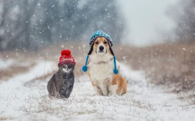 holiday Pet sitting and dog walking East Cobb, Marietta and Roswell, GA.
