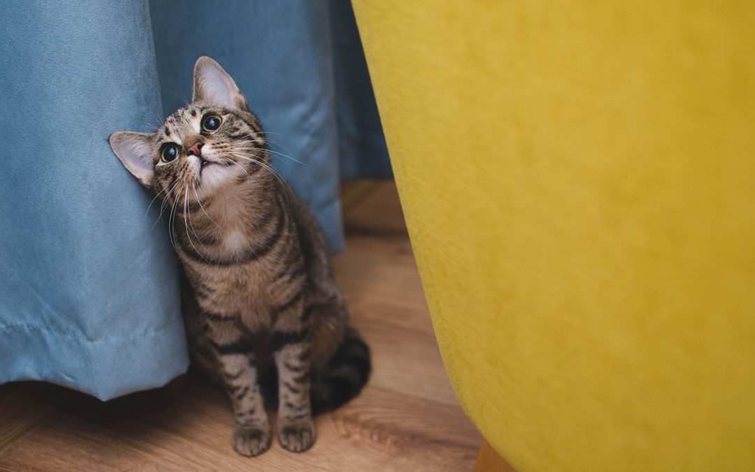Cat Sitting vs. Cat Boarding: What’s Less Stressful for Your Feline?